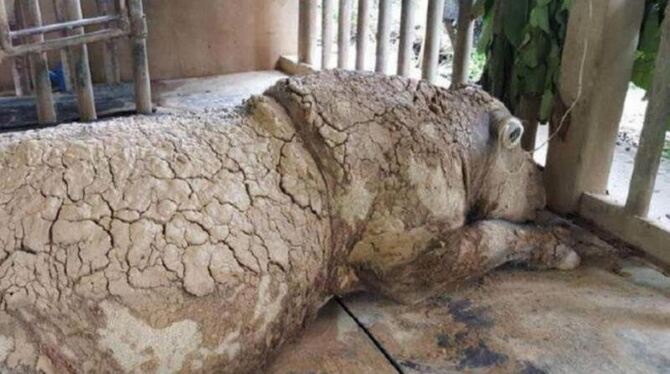 Fast Ausgestorben Fast Ausgestorben