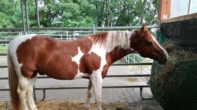 Ein Pferd steht im Stall.