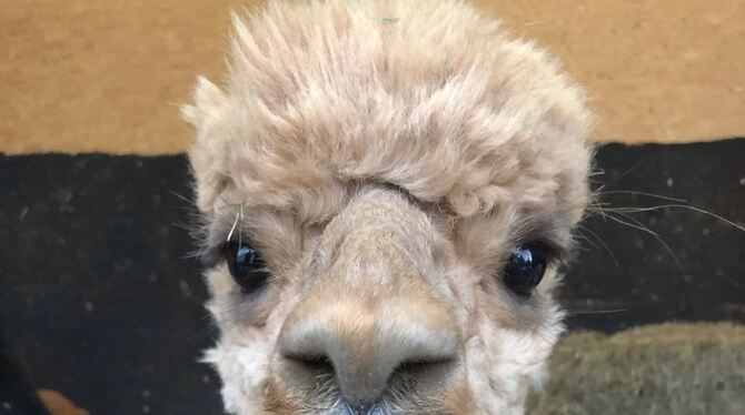 Ganz schön süß: ein kleines Alpaka auf dem Hof in Burladingen. FOTO: ZMS
