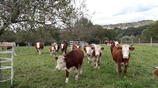 Im Bioland-Bauernhof der Familie Knecht in Mittelstadt haben die Rinder im Sommer freien Zugang zu einer Weide. Auch im Winter i