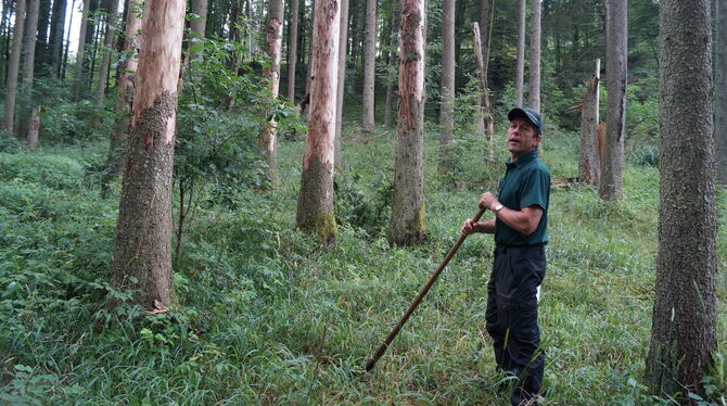 Die Suche nach Borkenkäfer-Bäumen hat Förster Stefan Hägele in diesem Sommer stark beschäftigt.   FOTO: WURSTER