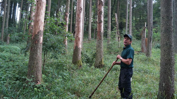 Die Suche nach Borkenkäfer-Bäumen hatte Hohensteins Förster Stefan Hägele in diesem Sommer stark beschäftigt. FOTO: WURSTER