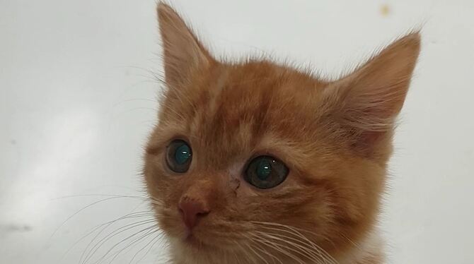 Diese Katze aus dem Tierheim Reutlingen sucht ein neues Zuhause. FOTOS: ZMS