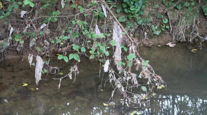 Der Mühlbach Anfang Oktober: Nach dem Spülen des Regenüberlaufbeckens hängt Toilettenpapier in den Zweigen.foto: Klein
