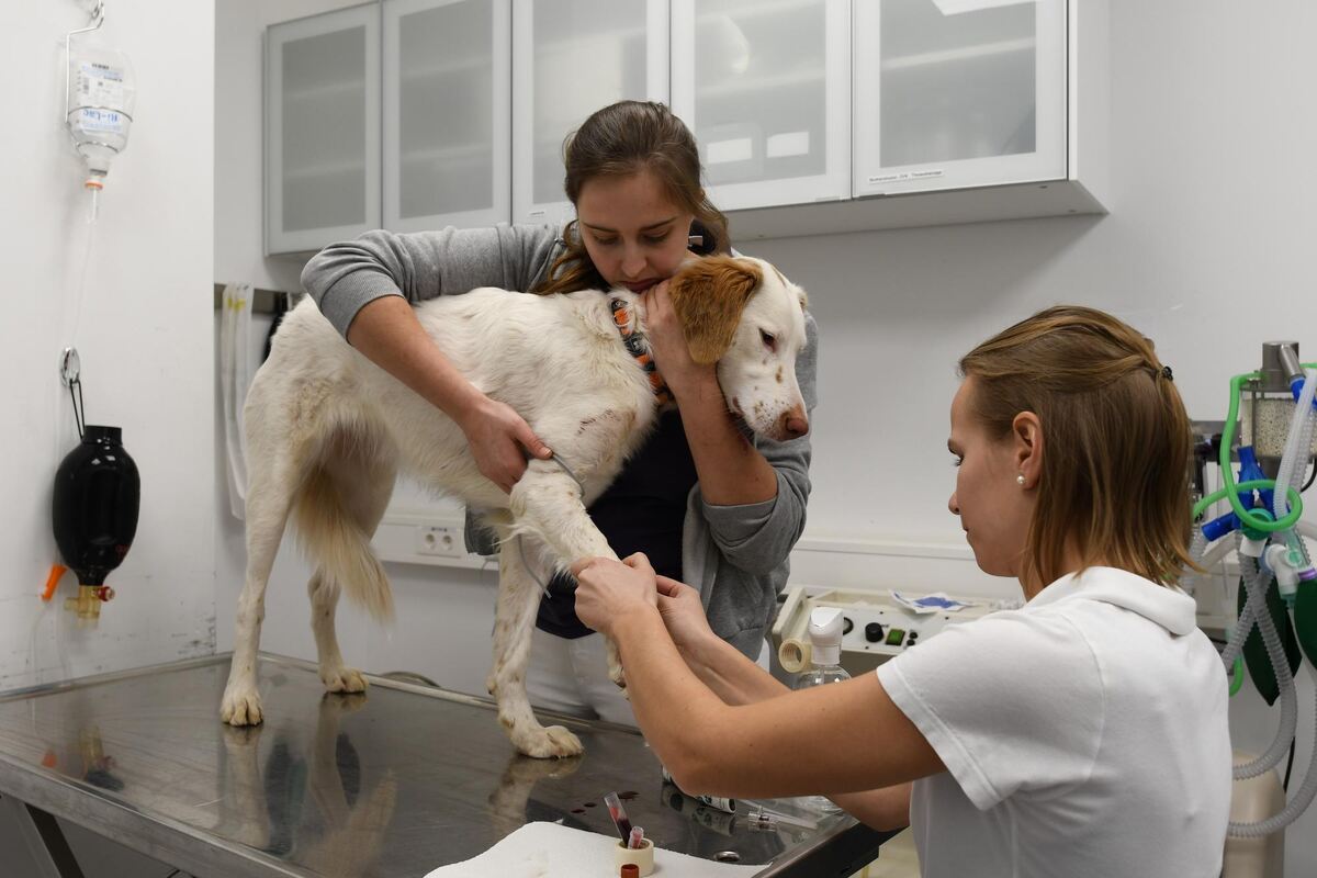 Brav hält der verletzte Hund seine Pfote hin, damit Tierärztin M. (rechts) und ihre  Kollegin Nora Sidaine-Daumiller einen Zugan