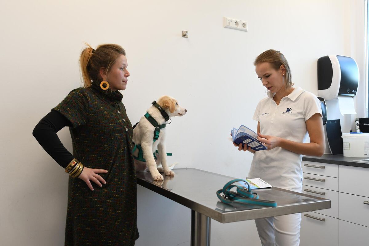 Was könnte dem Hund fehlen? Frauchen und Tierärztin M. besprechen sich.