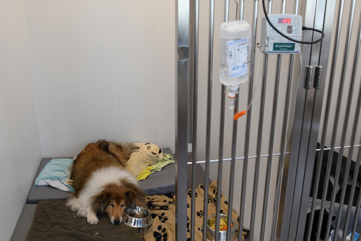 Blick in die Krankenstation. Der sichtbar geschaffte Hund am Boden hat eine Lungenentzündung.