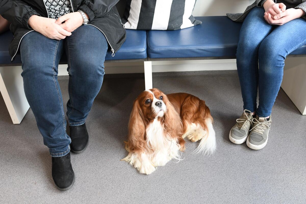 Finley ist ein nobler Cavalier King Charles Spaniel, mehrfacher Schönheitschampion des Rasseclubs, und der ganze Stolz seiner Be