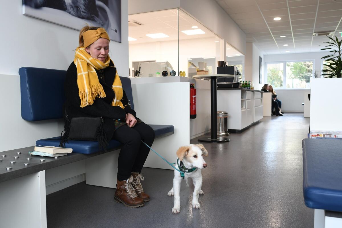 Der Mischling Yoschi war mal ein Straßenhund in Sizilien, bevor er über einen Hilfsverein zu seinem Frauchen Anja nach Geislinge