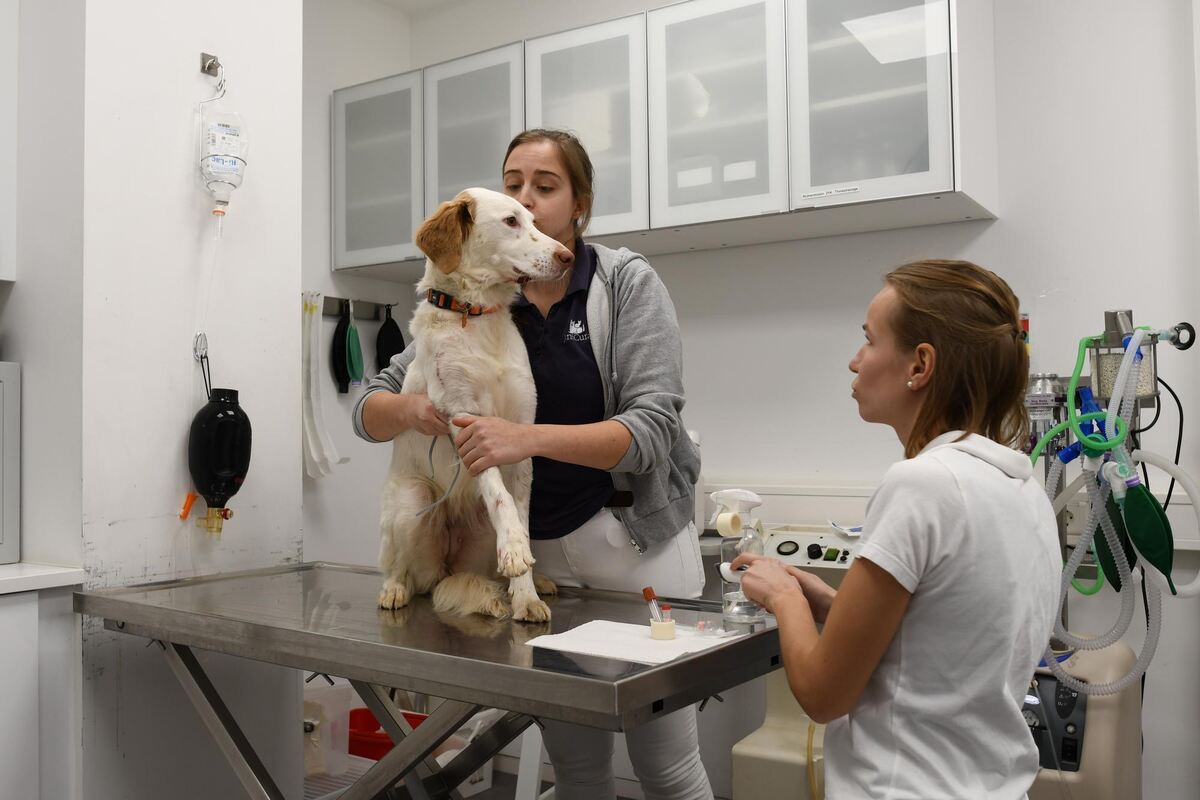 Dieser hübsche Hund hat sich unterhalb der Schnauze eine klaffende Wunde zugezogen, die genäht werden muss.