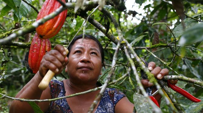 Alicia Shiguango schneidet Kakaobäume im Amazonsgebiet. Aus der Kakaobohne stellt die Kooperation das Kakaopulver her und schlie