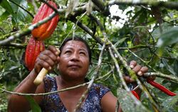 Alicia Shiguango schneidet Kakaobäume im Amazonsgebiet. Aus der Kakaobohne stellt die Kooperation das Kakaopulver her und schlie