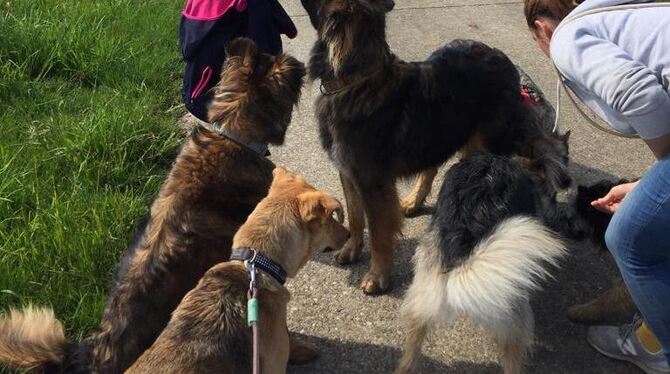 Luna hat ein Praktikum bei Tierfreundin Iris Keim gemacht.  FOTO: ZMS
