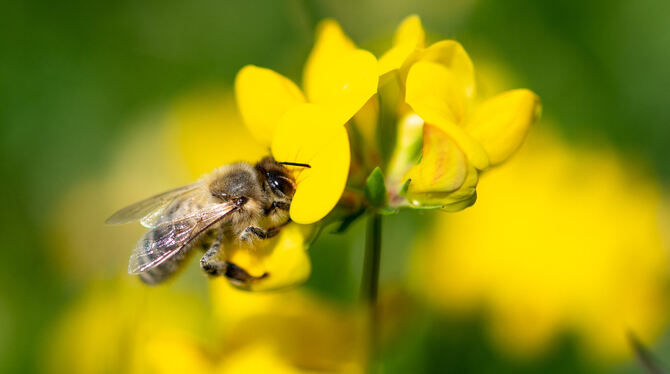 Auch auf der Schwäbischen Alb nimmt die Zahl an Insekten deutlich ab.   FOTO: FABIAN SOMMER/DPA