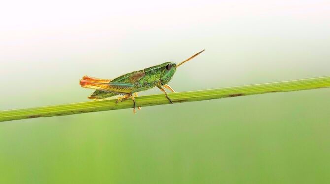 FOTO: MARTIN FELLENDORF,UNIVERSITÄT ULM FOTO: MARTIN FELLENDORF,UNIVERSITÄT ULM