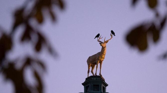 Vögel sitzen auf Hirschgeweih
