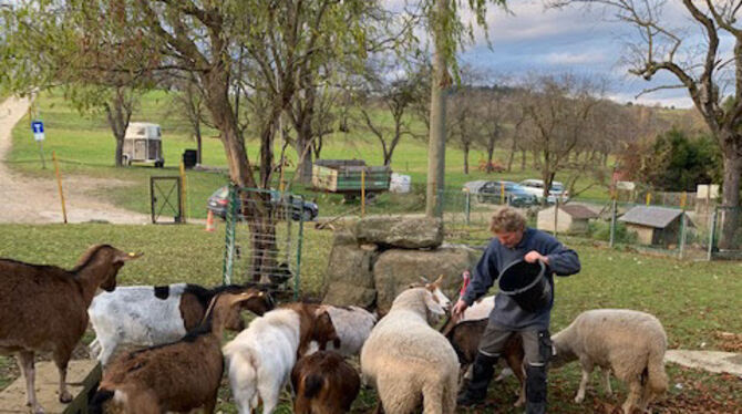 Hans Schwille füttert seine Tiere auf seinem Bauernhof.   FOTO: ZMS