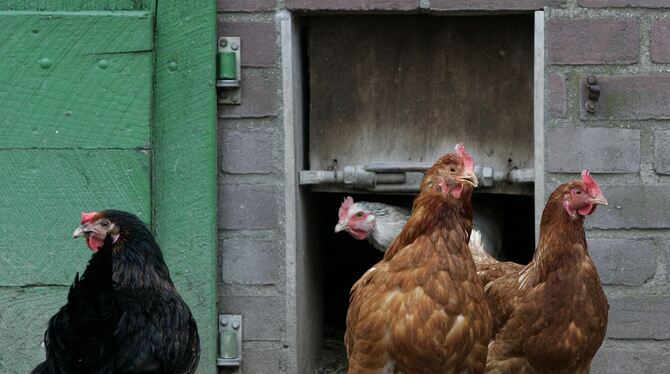 Elisabeths Mutter hatte zuhause in Kasachstan viele Tieren, unter anderem über 30 Hühner. FOTO: DPA