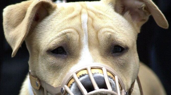 Kampfhund American Staffordshire