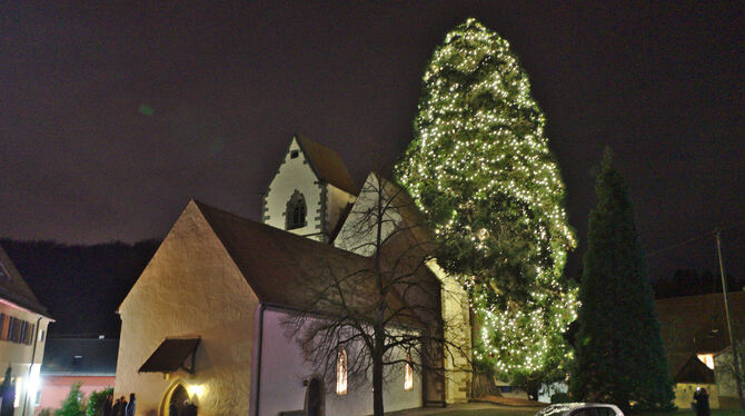 Ein echter Hingucker: der Bronnweiler Weihnachtsbaum bei der Marienkirche. FOTO: LEIPOLD