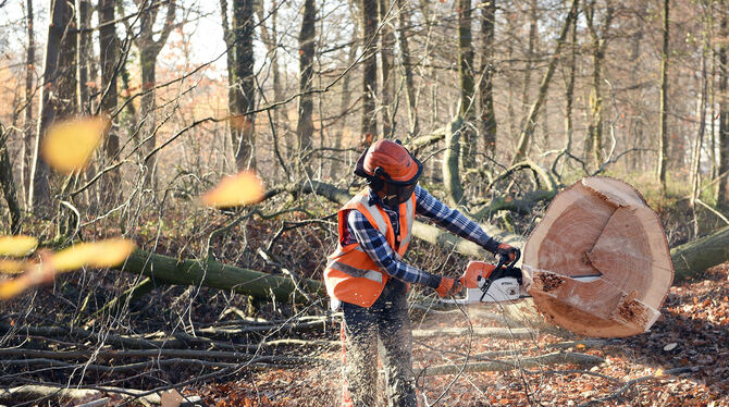 Das Holz für die Mehrstetter Nahwärmeversorgung soll aus dem Gemeindewald oder der näheren Umgebung kommen.  FOTO: DPA