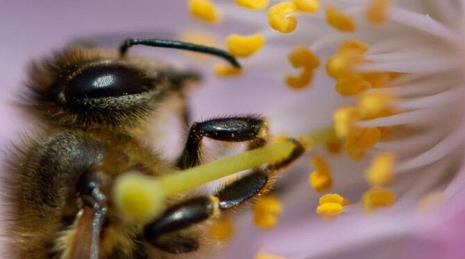 Eine Biene sammelt in einer Blüte Nektar und Pollen