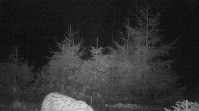 Das Foto einer Fotofalle zeigt einen Luchs im Nordschwarzwald
