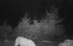 Das Foto einer Fotofalle zeigt einen Luchs im Nordschwarzwald