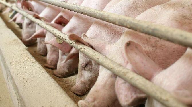 Schweine stehen am Futtertrog im Stall
