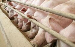 Schweine stehen am Futtertrog im Stall