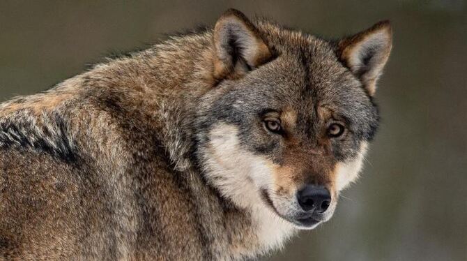 Ein Wolf schaut in Richtung der Kamera