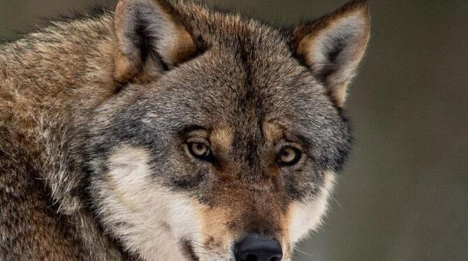 Waldkindergarten aus Sorge vor Wolf geräumt