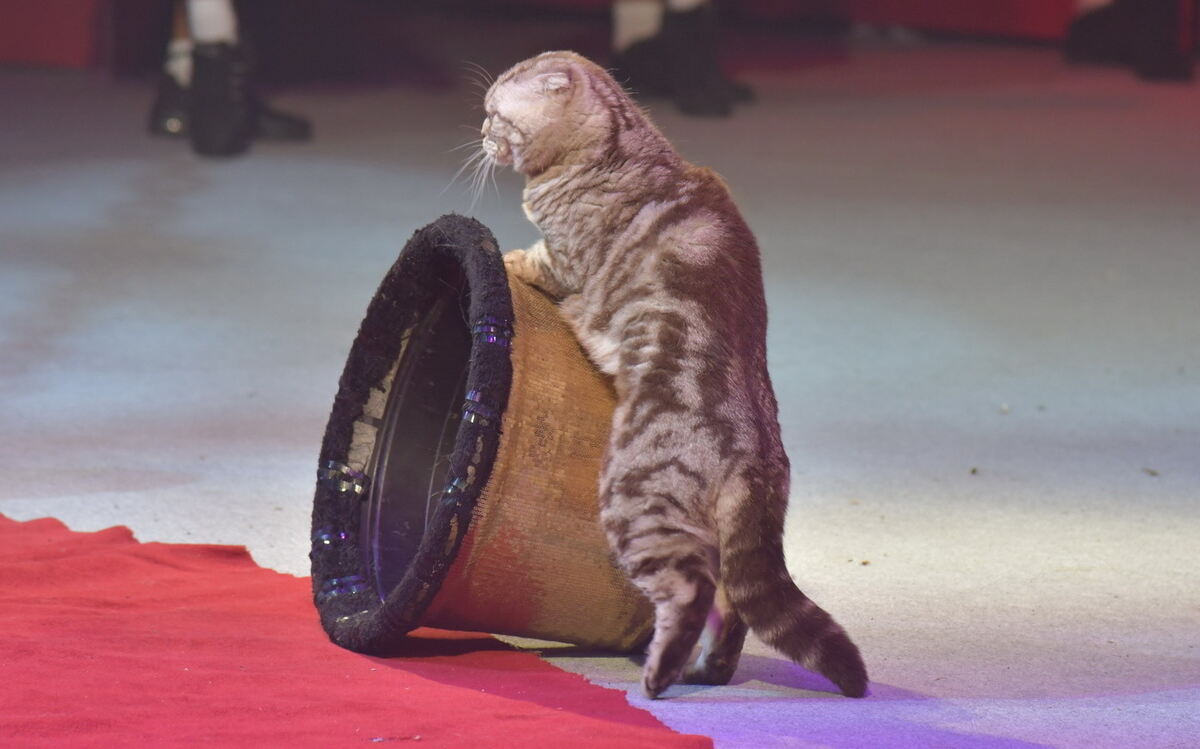 Weihnachtszirkus_RT_07