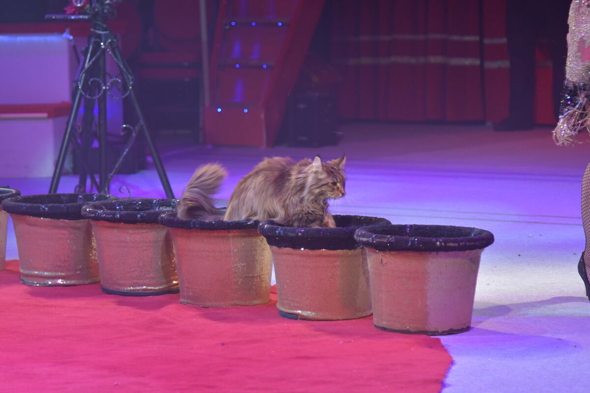 Weihnachtszirkus_RT_10