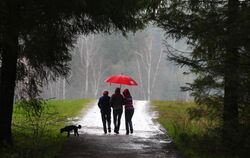 Spaziergänger gehen in einem Wald durch den Regen