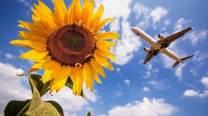 Ein Flugzeug fliegt an einer Sonnenblume vorbei