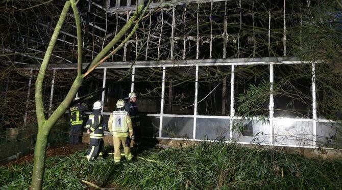Affen durch Feuer gestorben Affen durch Feuer gestorben