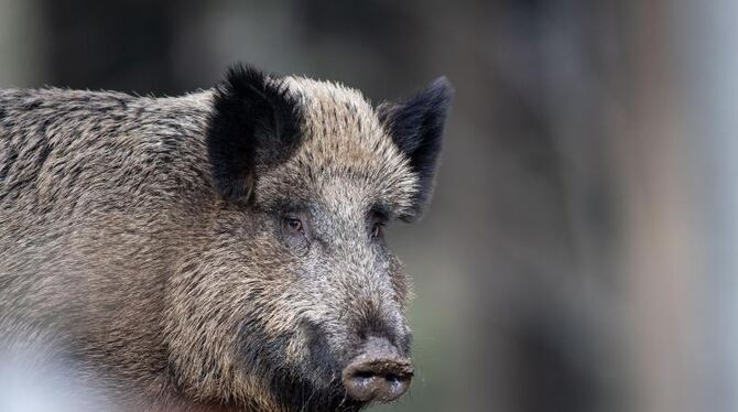 Wildschwein