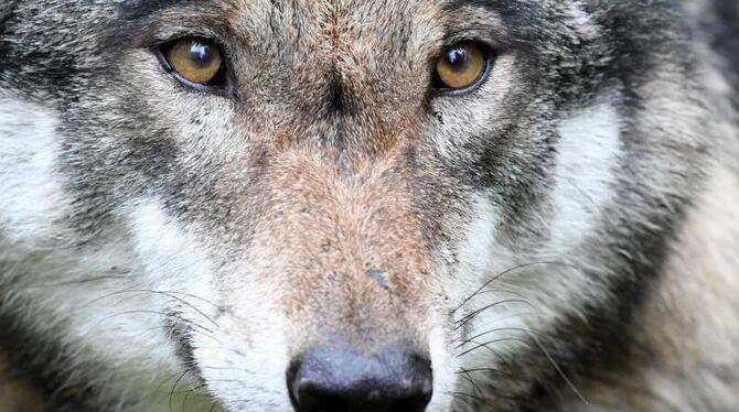 Der Kopf eines Wolfes ist zu sehen