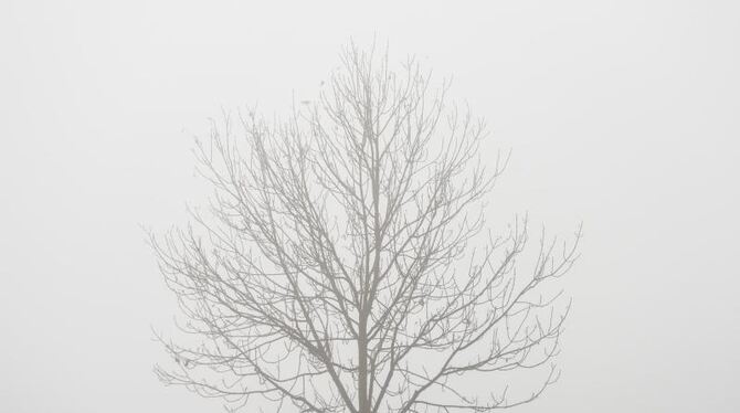 Ein kahler Baum steht im dichten Nebel an einem Feldrand