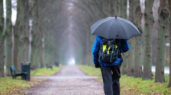 Ein Fußgänger läuft mit einem Regenschirm durch eine Allee