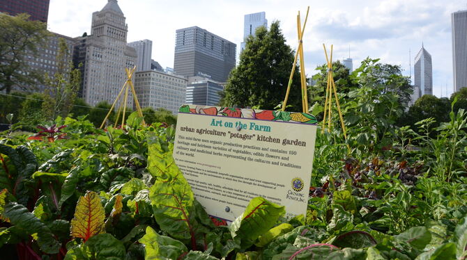 Muss ja nicht gleich wie in Chicago sein, kann aber: öffentliche Gemüsebeete in der »Hauptstadt für Urban Farming«. FOTO: CONZEL