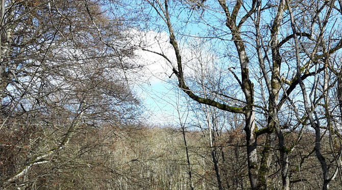 Im Norden des Alten Lagers schlängelt sich ein Kopfsteinpflaster-Sträßchen durch den Wald.  FOTO: SCHRADE