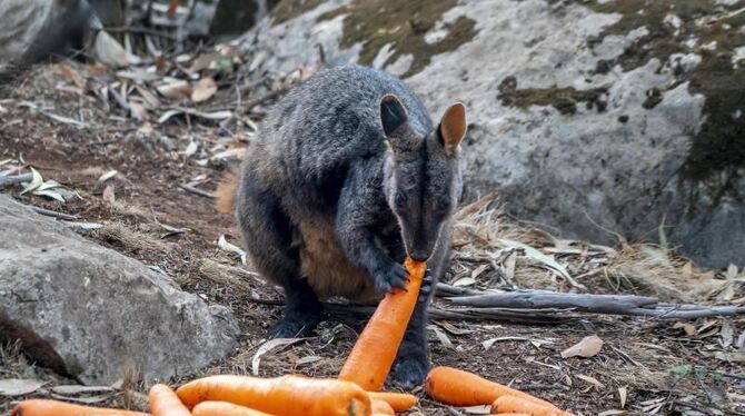Ein Wallaby frisst Karotten.