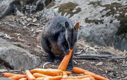 Ein Wallaby frisst Karotten.