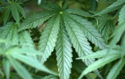 Hanf-Pflanzen (Cannabis) wachsen in einem Garten