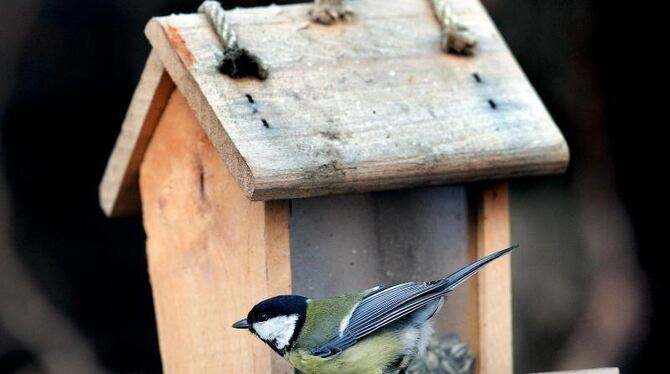 Eine Kohlmeise sitzt an einem Futterhäuschen in einem Garten Eine Kohlmeise sitzt an einem Futterhäuschen in einem Garten