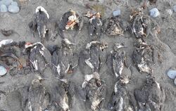 Massensterben von Seevögeln