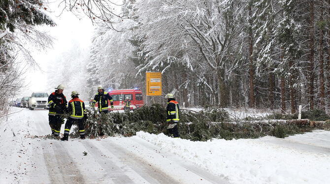 Der Schneebruch im Januar 2019 ging als »Dreikönigshieb« in die Engstinger Forstgeschichte ein. Erst waren die Feuerwehrleute ge