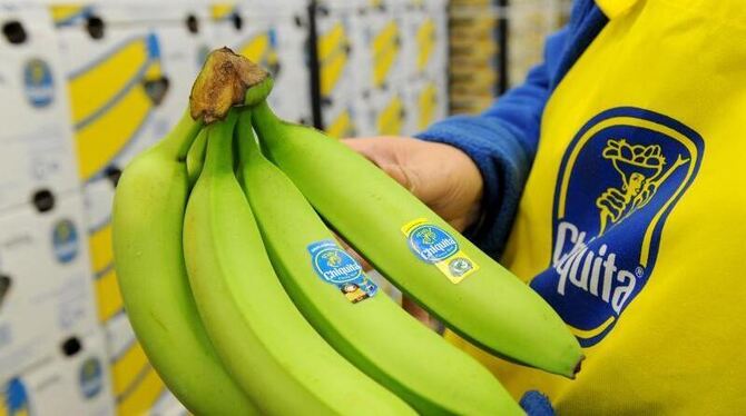 Kontrolle des Bananenumschlags